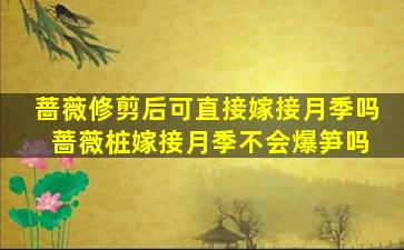 蔷薇修剪后可直接嫁接月季吗 蔷薇桩嫁接月季不会爆笋吗